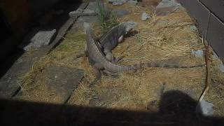 Rock Iguanas, Introducing Male and Female #2