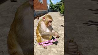 Маруся бегает и танцует❤ #макаки #monkey #резус #животные #обезьянки