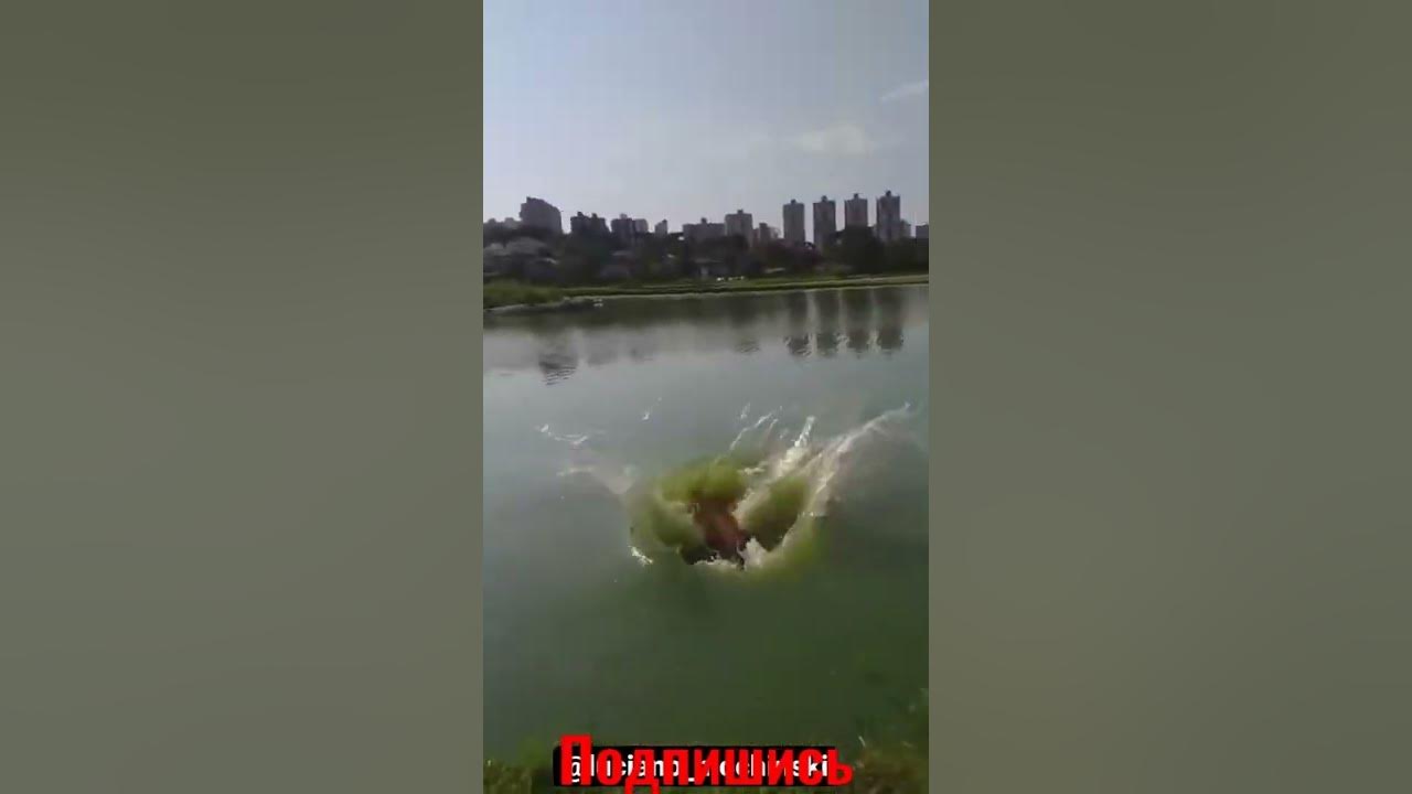 Смешной бобер - YouTube
