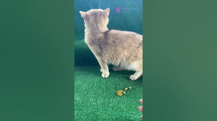 Video 10862471: shaded british shorthair kitten, british shorthair chocolate kitten, british shorthair golden kitten, sweet british shorthair kitten, british shorthair female kitten, britishshorthair