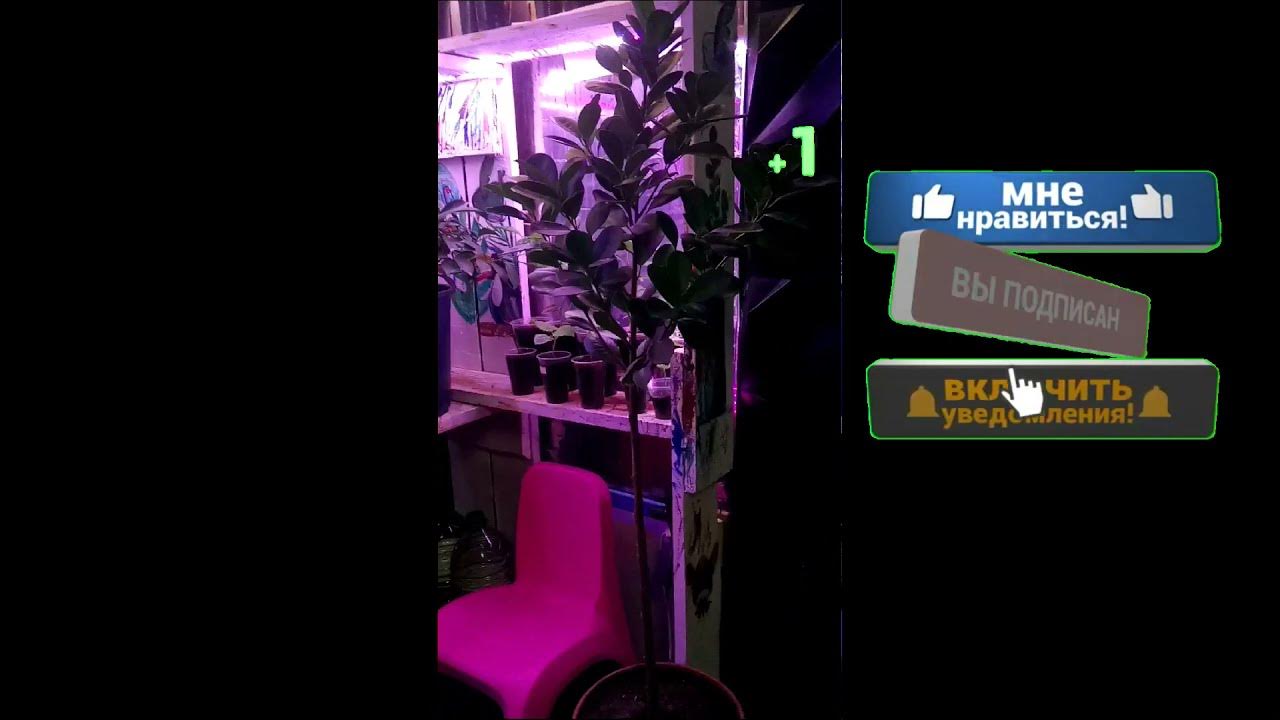 Фикуса Мокламе - YouTube