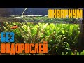 Водоросли в аквариуме | Как избавиться от водорослей | Запуск аквариума без водорослей