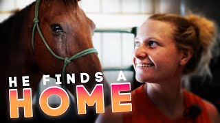 Dandy Finds a Home  Horse Shelter Heroes S3E28