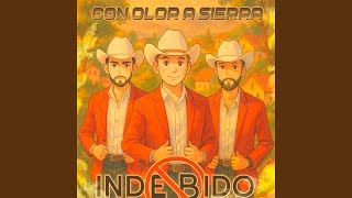 Pino verde