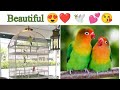 Loves   birds cocktail parrot   kami reality tv