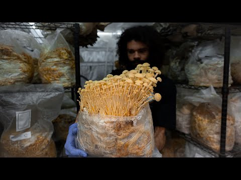 Video: Enoki-paddenstoelen kweken: Enoki-paddenstoelen kweken en eten