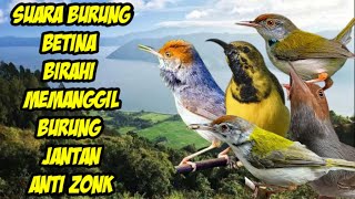 suara pikat burung betina memanggil jantan paling ampuh sogon prenjak kepala merah prenjak lumut a35