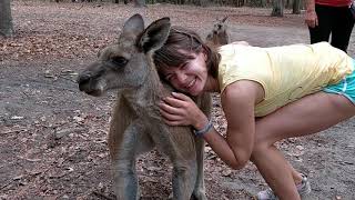 Kangaroo feeding, Australia