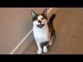 8 signs your cat is actually a dog 8 signs your cat is actually a dog
