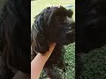 #dogs