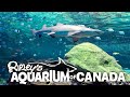 Canada Ripley's Aquarium Vlog | Toronto Full Tour 2020 - Canada