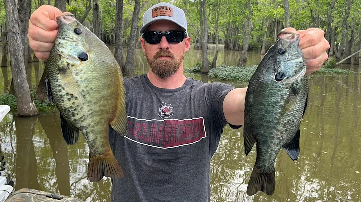GIANT SHELLCRACKER | Shellcracker fishing on Sante...
