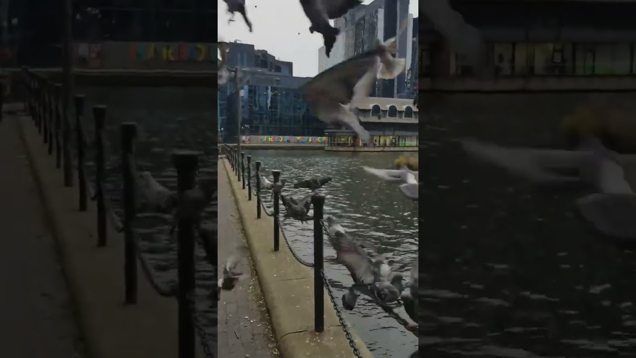 Beautiful Welcoming Flight Of The Pigeons Birdlovers Pigeonlovers