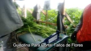 Guillotinas Para Tallos de Flores