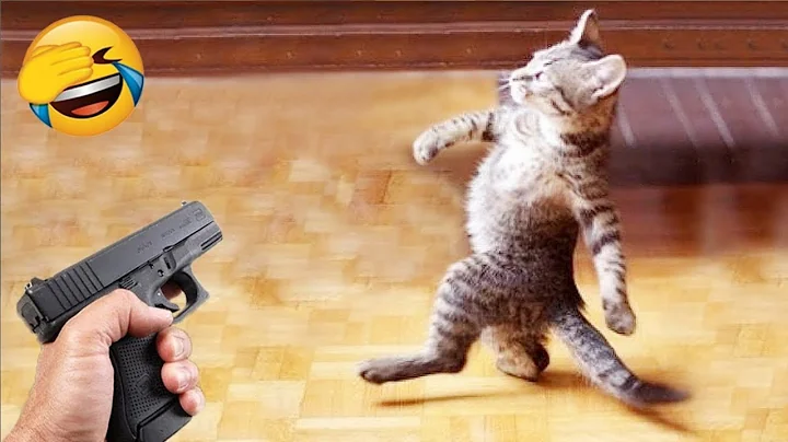 Video 1800581: pets funnycats dogs animals, amazing pets animals, baby animals pets, cutest pets, funny cat