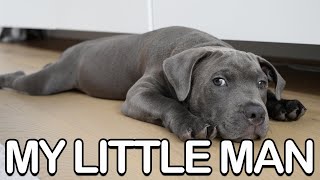 Lazy to Liftoff: An Afternoon with an English Staffy Puppy