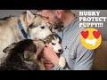 Huskies Meet Puppy Together For First Time [RUPERT PROTECTS PUPPY!!!!]