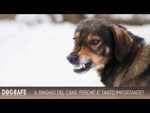 Video: Perché il ringhio è buono