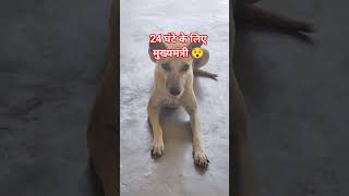 1दिन के लिए मुख्यमंत्री  😯 #desivlog #dog #vlog #cm