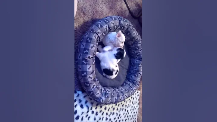 Jasmines puppies(1)