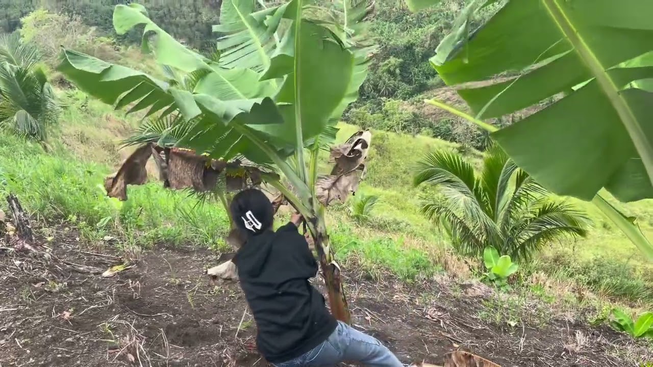 BANANA FARMING IN THE PROVINCE🍌#fyp #fyp #viral #viral #viral 