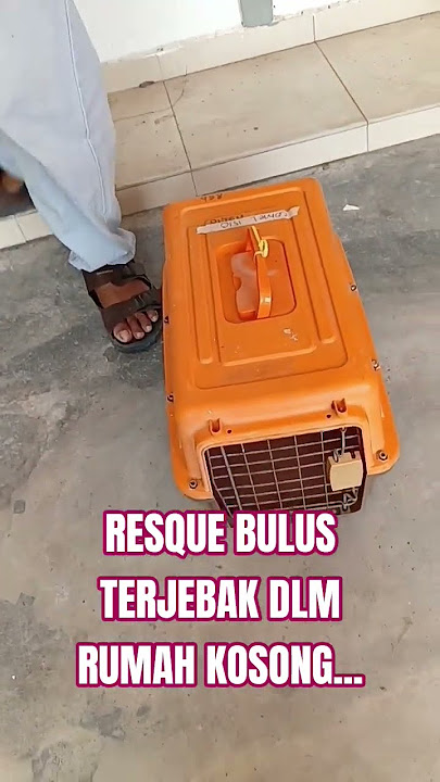 MENYANTUNI MAKHLUK ALLAH‼️SI HITAM MANIS‼️
