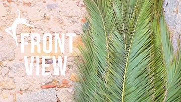 Samba No Pé - Combo "Cara de Pau"