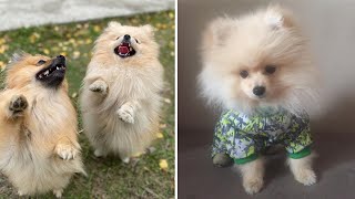 Funny animals 2021 - Funny videos animals dog - Dog on a walk - Dog fails compilation funny
