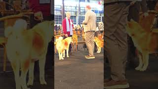 Aki wins in Xmas Show KC Nijmegen te Gorinchem 2023 'Best Puppy' & 'Very Promising' Akita Inu title🏆 by Marc Druten 50 views 4 months ago 1 minute, 42 seconds