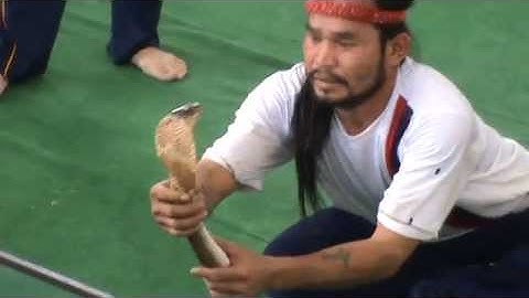 Snakes cobra show  Part 2