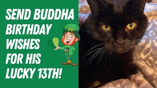 Send Buddha Your Best Birthday Wishes by Furball Fables 328 views 1 year ago 1 minute, 8 seconds