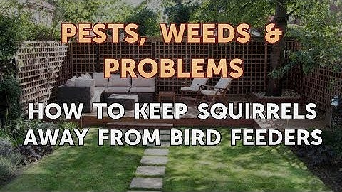 How to Keep Squirrels Away From Bird Feeders