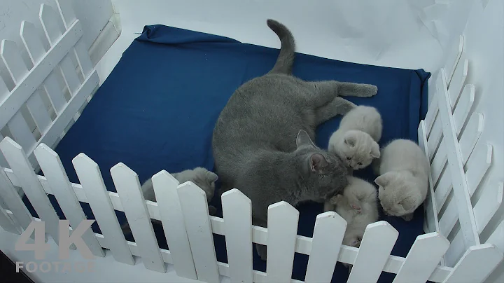 Watch the video about British Shorthair Lilac Kittens Playing in a small Yard - 4K