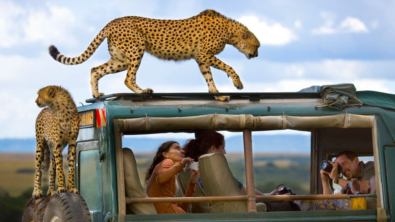 Incredible Moment Cheetah Jumps On Roof Of Jeep - YouTube