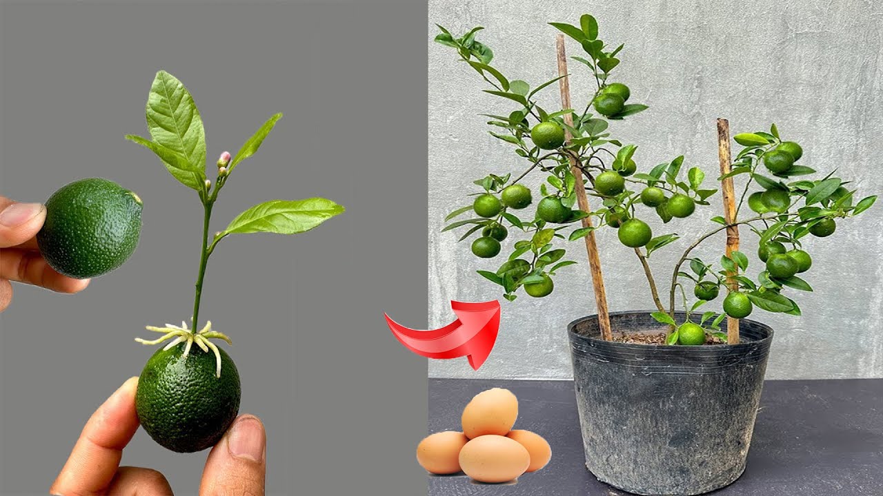 Technical instructions for propagating lemon trees to stimulate germination and produce many fruits