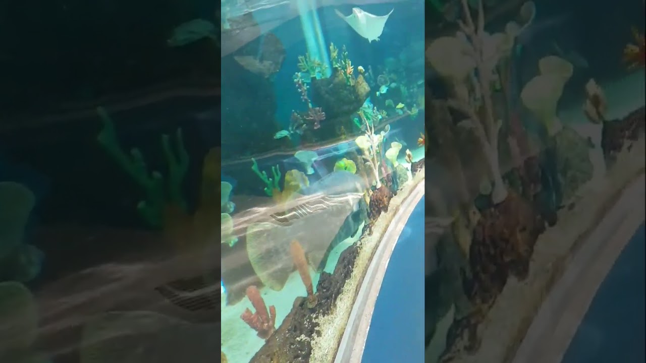 This Is The Biggest Fish I've Ever Seen😱 