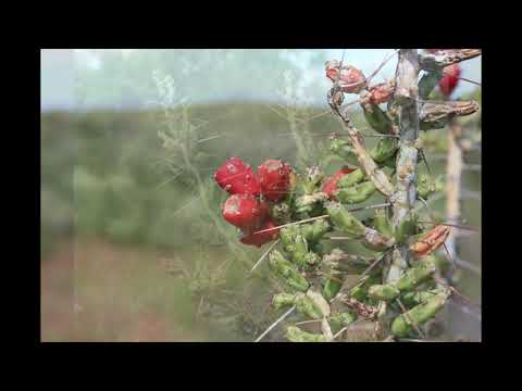 Vídeo: Pàtria Del Decembrist: L’origen De La Planta D’interior. A Quin País Va Aparèixer El Zigocactus?