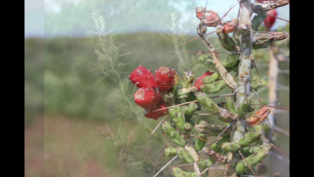 Tasajillo