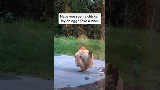 Watch a chicken lay an egg screenshot 3