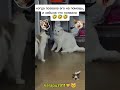 позвала и забыла смех Cat юмор прикол шортс позвала и забыла смех Cat юмор прикол шортс