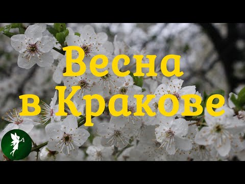 Весна в Кракове (Wiosna w Krakowie)