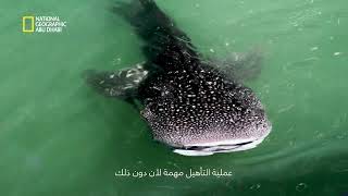 حماية الحياة البحريّة #2 | ناشونال أكواريوم أبوظبي | ناشونال جيوغرافيك أبوظبي