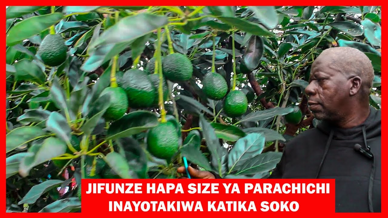 VIWANGO BORA VYA KUVUNA PARACHICHI KUENDANA NA SOKO, HATUKUFUNDISHWA NAMNA YA KUTUNZA PARACHICHI