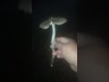 jamur nya tumbuh lagi