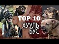 Хамгийн хууль бус, аюултай 10 үүлдрийн нохой | 가장 불법적이고 위험한 개 품종 10 가지 | The 10 most illegal breed