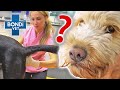 Dumb Decisions! Biggest Animal Brain Farts 🥴 | Bondi Vet Compilation | Bondi Vet