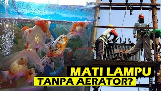 Nasib Ikan Mas Koki Megap-Megap 3 Jam Lebih Listrik Padam Tanpa Aerator?