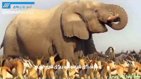 تلاوة غير عادية للشيخ ياسر الدوسري صدقوني تبكي القلب قبل العين HD