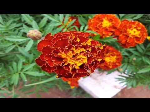 Most Beautiful French Marigold Flower