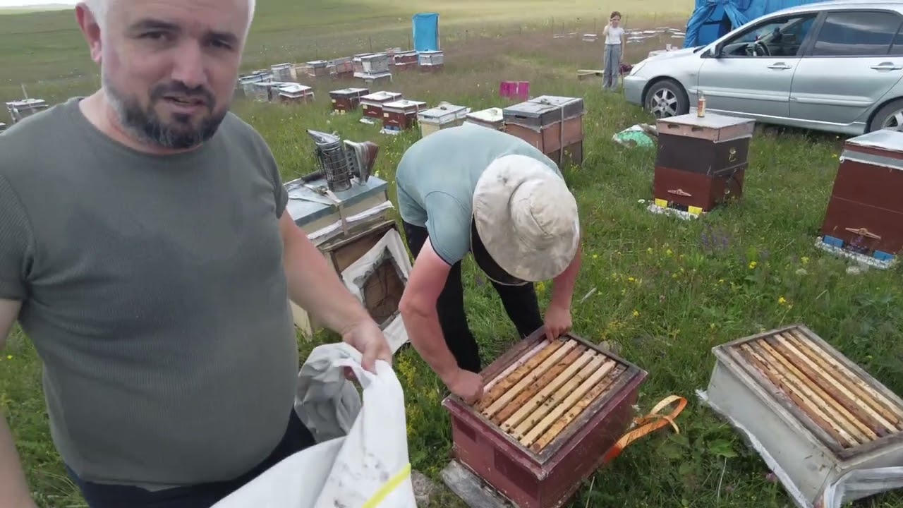 Ardahan'da Kafkas arısı hala göze bal koyamadı
